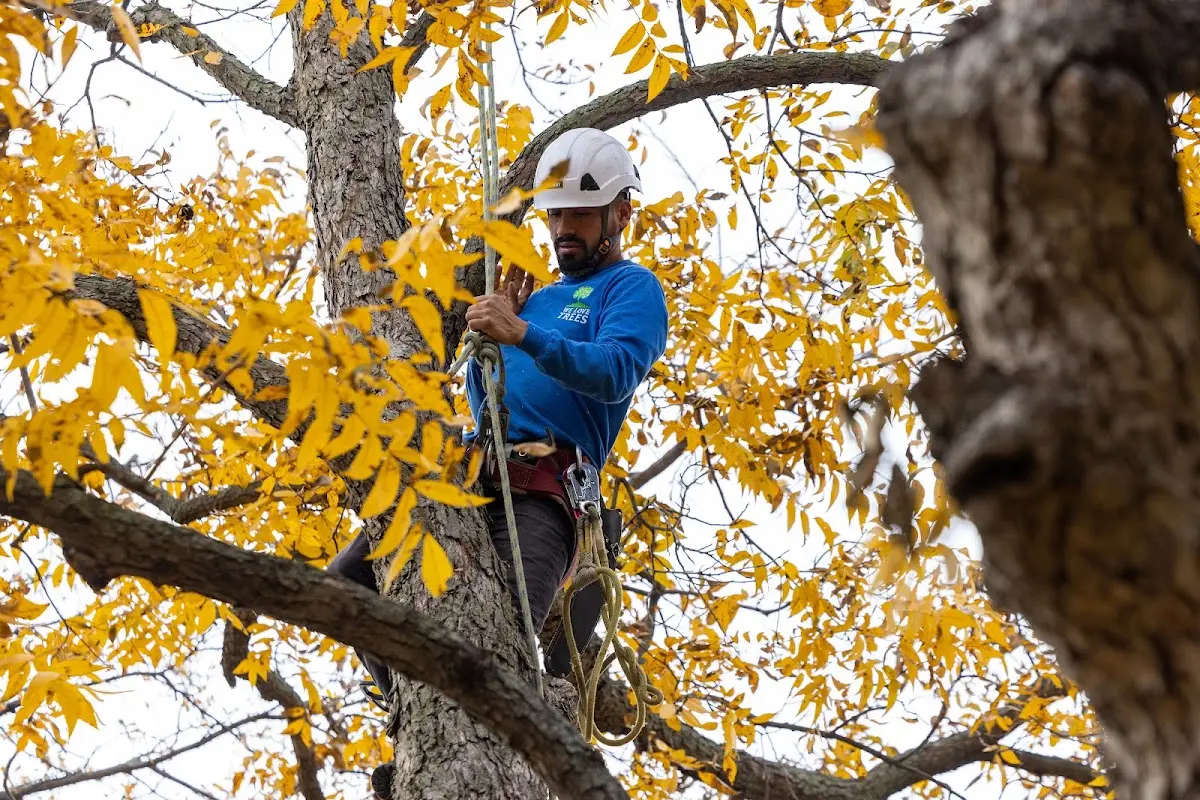 Skilled Tree Trimming crew working in Earl Park